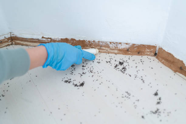 Best Termite Control Services  in Venersborg, WA